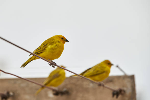 Yellow-fronted canary (Crithagra mozambica) in a South African Game Reserve.