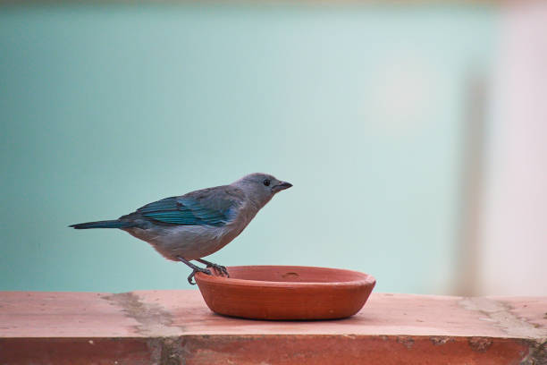 Another of the regulars in photo sessions, it is only missed in the high mountains, it is not its habitat.