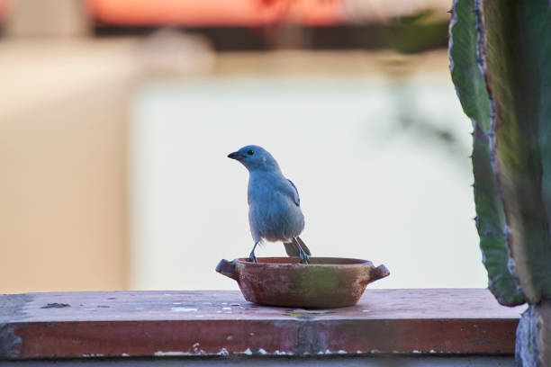 Blue Tanager (Thraupis episcopus)Free-ranging birds, feeding from a feeder in the morning