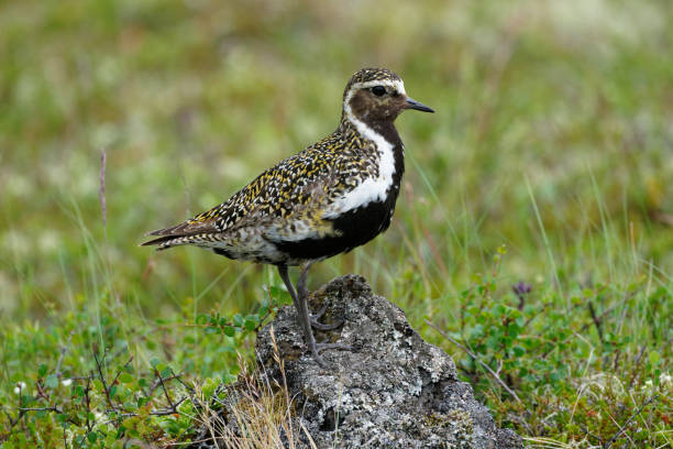 istock European Golden-plover 2197828756
