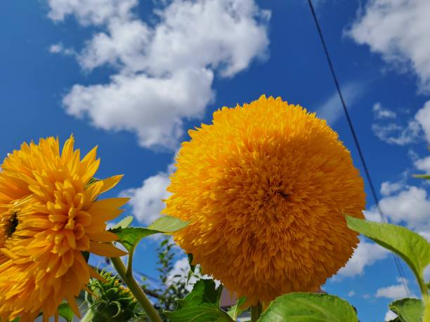 istock yellow flowers against the sky 2197829018