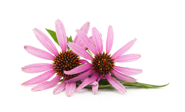 istock Echinacea purpurea flowers. 2197837245