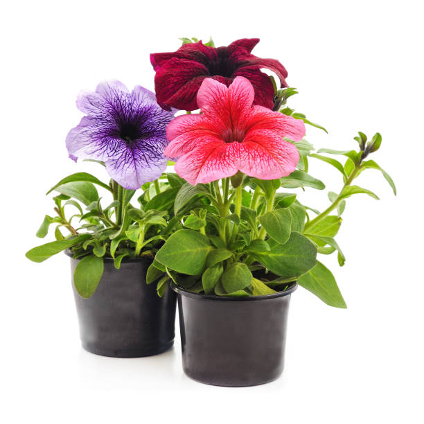 istock Colorful petunia in the pots. 2197837620