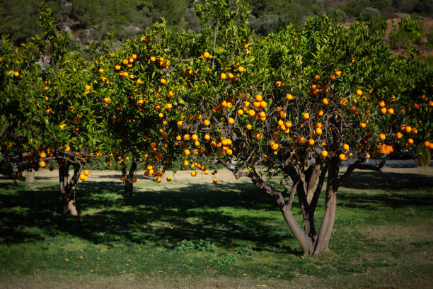 Orange trees or citrus sinensis almost covered with oranges. Great harvest in the orchard