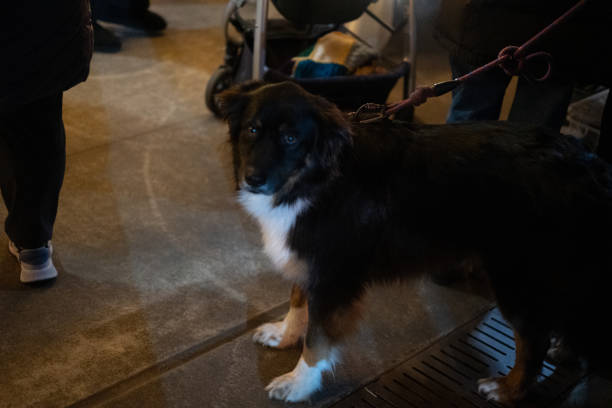 A dog is looking at the camera
