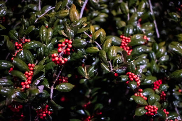 Ruscus aculeatus, not plucked from the leaves