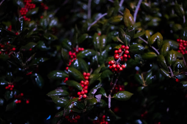 Ruscus aculeatus, not plucked from the leaves