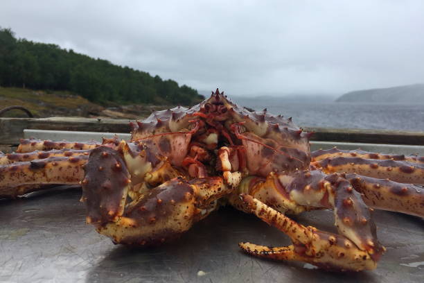 King crab