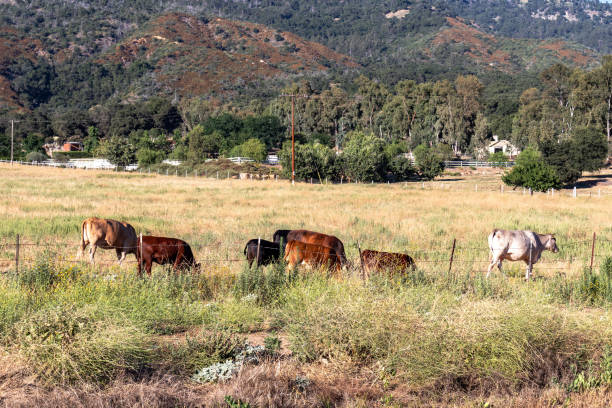 istock Cattle grazing in a field in San Diego, California 2197839558