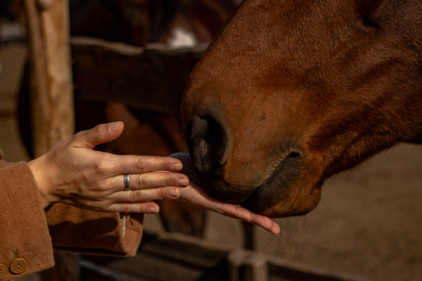 istock horse on a farm eats from a person's hand 2197842797