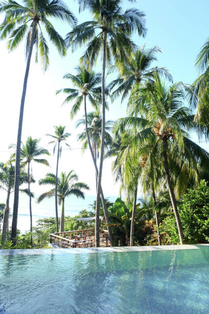 istock Tropical Palm Trees Above Tranquil Blue Infinity Pool 2197844718
