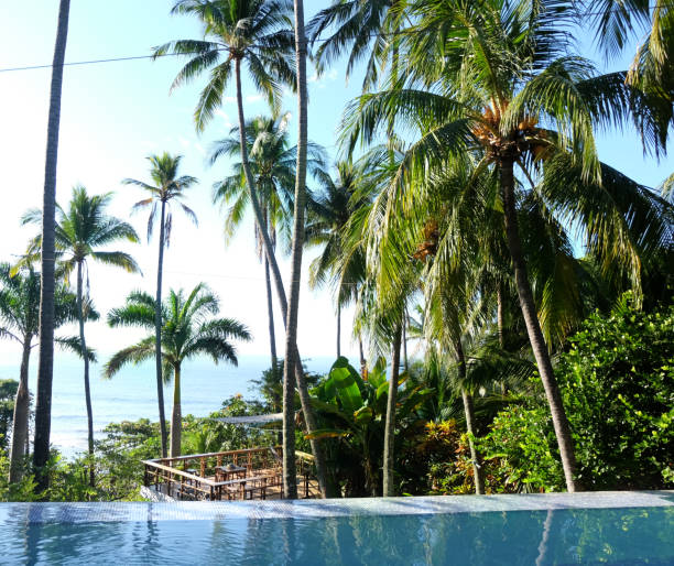 istock Lush Green Palm Trees Above Tranquil Blue Infinity Pool 2197844951