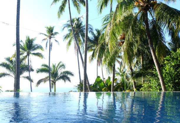 istock Lush Green Palm Trees Above Tranquil Blue Infinity Pool 2197845030