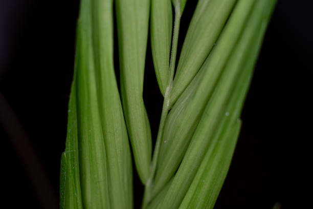 Close up of a new fern leaf