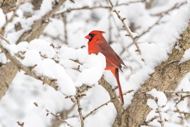 istock Northern cardinal in snowy tree 2197845413