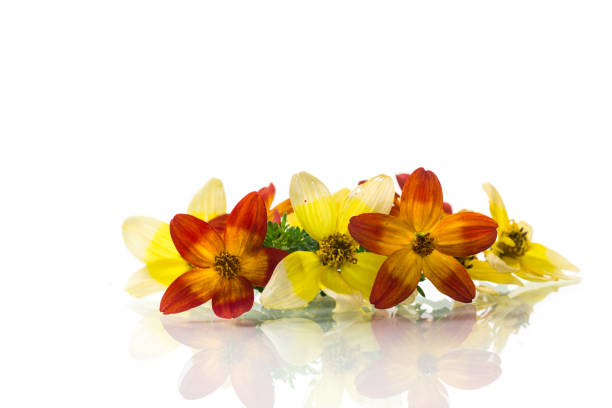 small bouquet of small multicolored flowers isolated on white background .