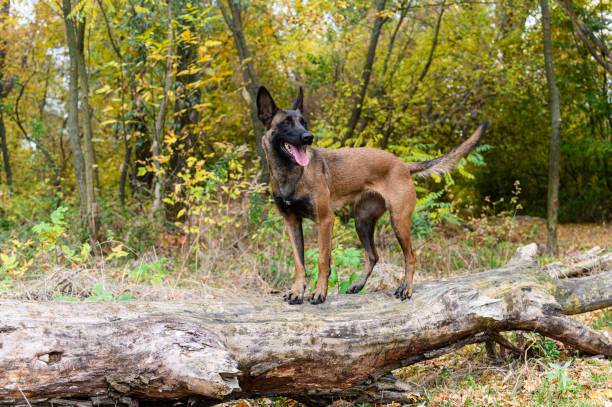 A Belgian Malinois dog with a brown and black coat stands confidently on a fallen tree in a forest. The dog looks to the side with ears perked up and tongue out.