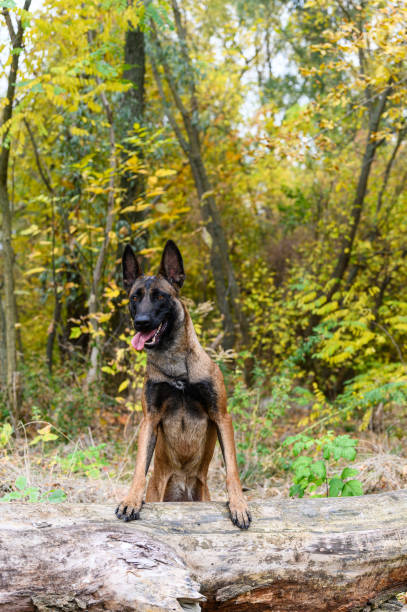 A Belgian Malinois dog with a brown and black coat stands with its front paws on a fallen tree in a forest. The dog looks to the side with ears perked up and tongue out.