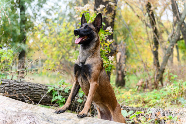 istock A Belgian Malinois dog stands with its front paws on a fallen tree in a forest. 2197845827