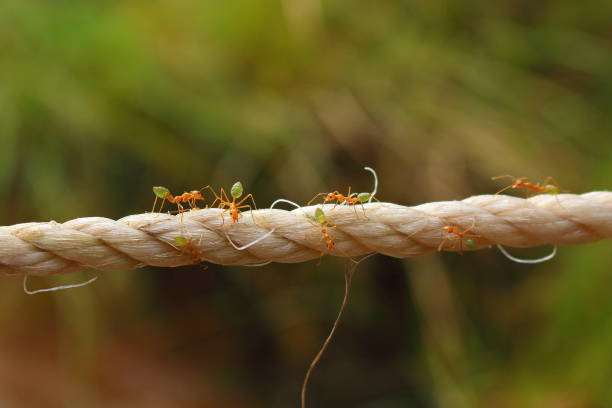 Ants Carrying food in mouth - animal behavior.