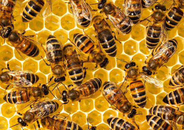 istock Nectar and honey from linden and acacia flowers. 2197847275
