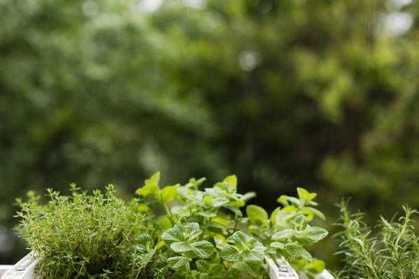 istock Fresh garden herbs in a pot 2197849115