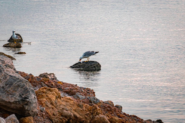 Seagulls in the Mediterranean Sea.