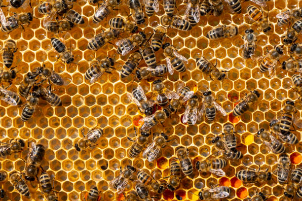 istock Flower pollen, nectar and honey in comb. Color harmony. 2197850500