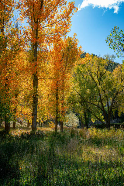 istock Poplars in Rubielos de Mora in autumn. Teruel. Spain 2197851610