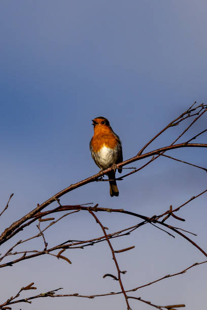 istock An Erithacus Rubecula, commonly known as a Robin, on a tree in the winter sunshine 2197853382