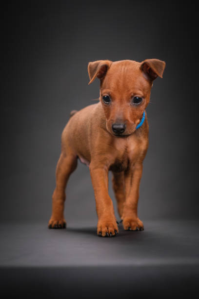 istock A red-haired Zwerg Pinscher puppy stands on a black background. 2197853729
