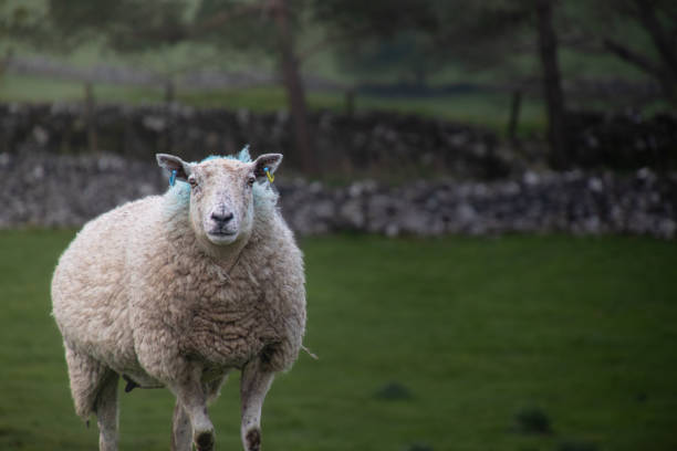 istock Lone sheep standing proudly in the Peak District 2197856338