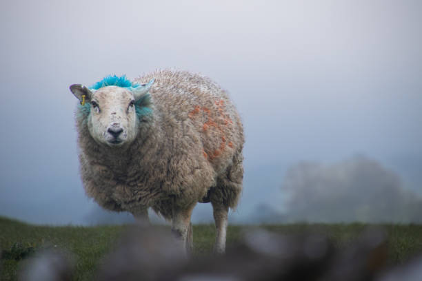 istock Sheep in the peak district on a cold spring morning 2197856339