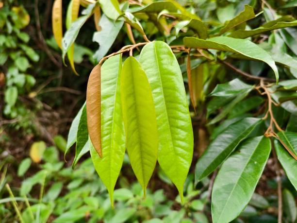 istock durian leaf (Durio zibethinus) in tropical nature borneo 2197862042