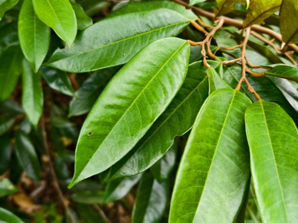 istock durian leaf (Durio zibethinus) in tropical nature borneo 2197862052