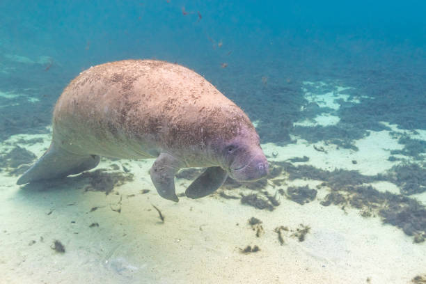 istock Manatee swimming in calm, clear water 2197863818