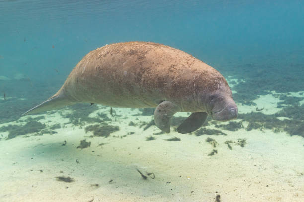 istock Manatee swimming near sandy river bottom 2197864616