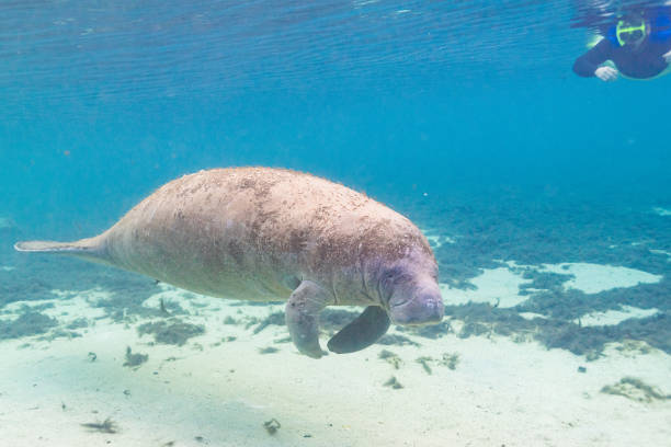 istock Manatee swimming near sandy river bottom with snorkeler watching from above 2197864832