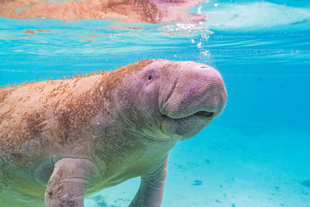 istock Happy Manatee swimming in clear blue water 2197865044