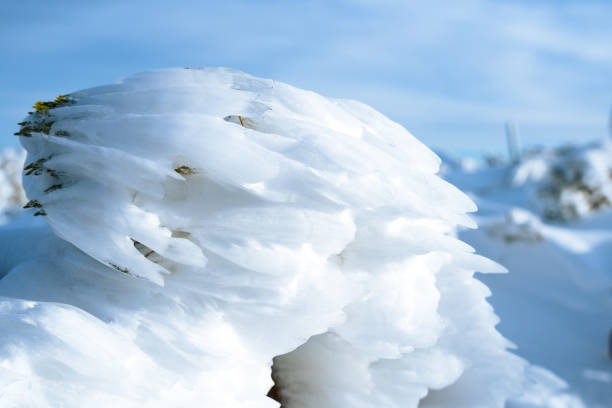 A small bush completely frozen and covered in thick snow, with intricate ice formations shaped by winter weather