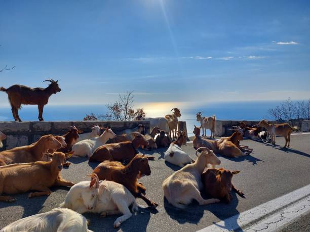 The herd of wild goats on mountain road in Montenegro