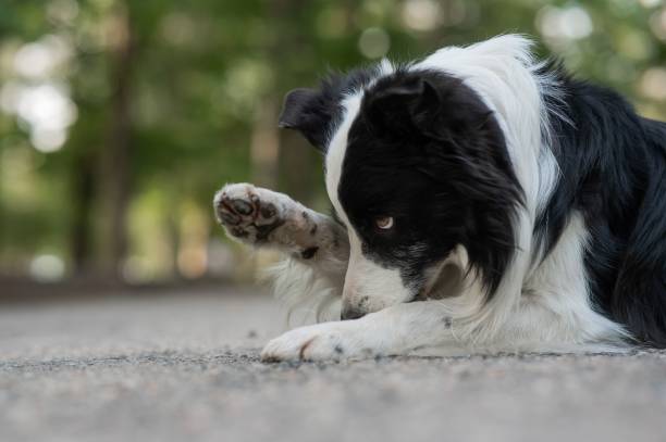 istock Border collie dog doing exercise shame outdoors. 2197866780