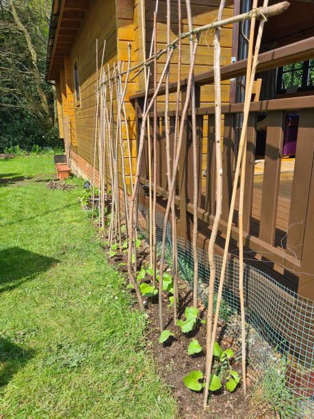 istock Row of runner bean vegetables with rustic canes to climb growing in a small back garden space in warm spring summer sunlight 2197867361