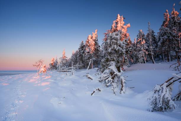 istock Snow-laden trees standing silhouetted against a twilight sky 2197868186