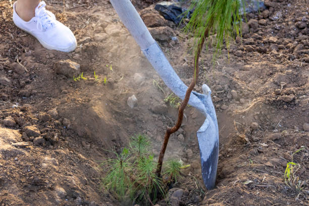 Using the shovel to plant pine trees