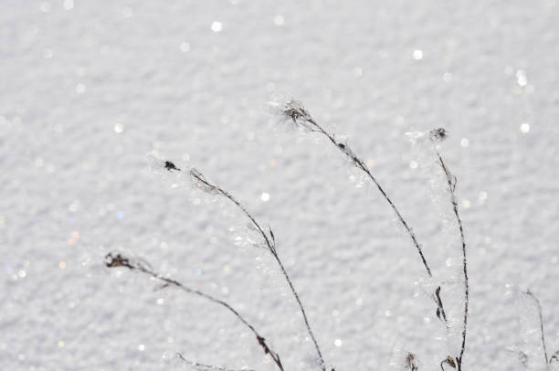 Close-up of delicate dried plants covered in frost, glistening in the winter sunlight. The frozen branches stand out against a softly blurred snowy background, creating a tranquil winter scene.