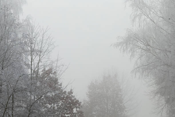 A thick fog envelops a serene forest scene filled with bare trees, creating an ethereal and mysterious outdoor setting that captivates the eye