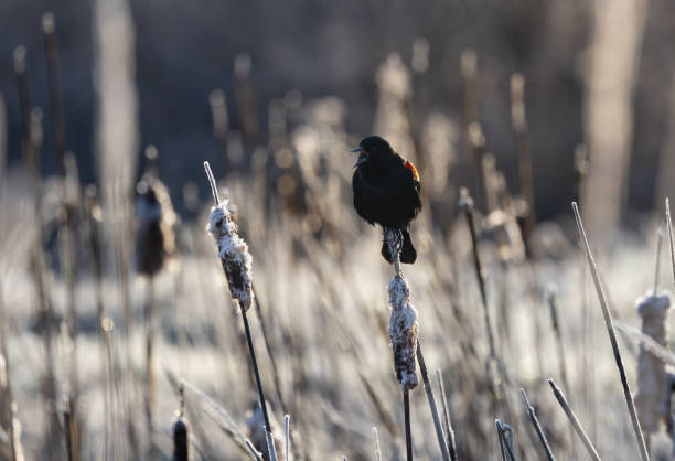 Photo taken in Saanich, Canada