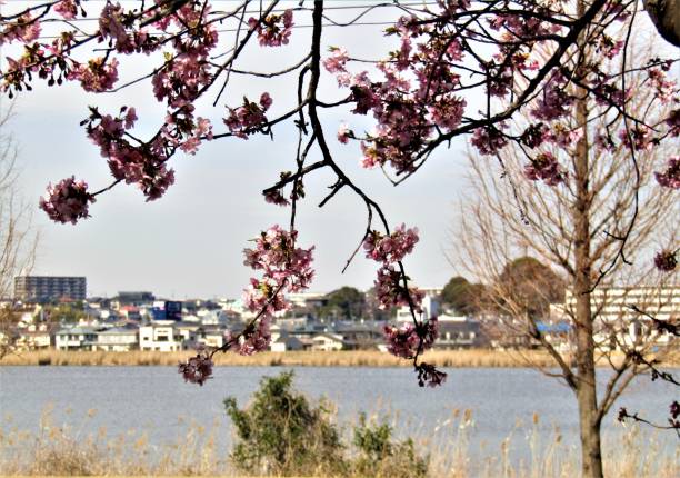 istock Branch of blossoming plum tree over the water. 2197870186
