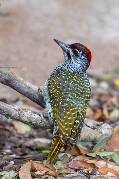 Golden tailed woodpecker bird perched on branch. Focus on bird.